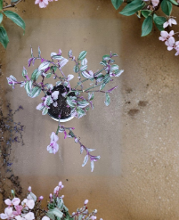 Tradescantia Nanouk Cuttings - Unrooted Trailing Houseplant Stems with Pink, Purple, Green Foliage, Scientific Name Tradescantia cerinthoides