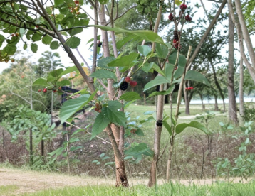 Florida Everbearing Black Mulberry Rooted Cuttings 6-Inch Bare Root Morus Fruit Tree, 2 Pack