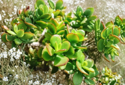 Crassula Tetragona Miniature Pine Jade Succulent Cuttings Set of 10 Unrooted Live Plants