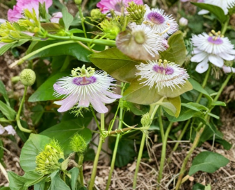 Passiflora Vine Cuttings 50 Unrooted Climbing Passionflower Plant Stems for Garden, Butterfly Host Vine