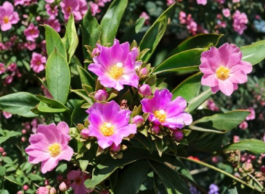 Pereskia grandifolia Seeds 10 Pack, Rose Cactus, Leafy Exotic Cactus Plant for Growing, Green Foliage, Perennial, Well-Draining Soil