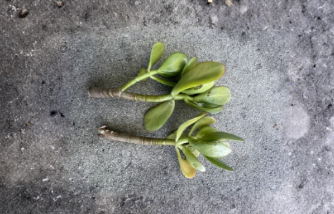 Succulent Plant Cuttings – Thick Jade (Crassula ovata) 4-6 Inch Stems Set of 2 for Propagation, Indoor Container Plant