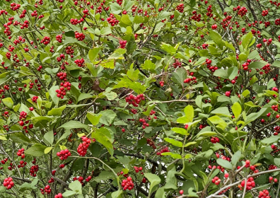 Highbush Cranberry Cuttings Viburnum trilobum Berry Shrub for Propagation Cold Hardy Zone 3