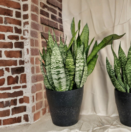 Live Rooted Snake Plant Cutting - Sansevieria trifasciata, Green Striped Houseplant, Indoor Foliage, Starter Plant