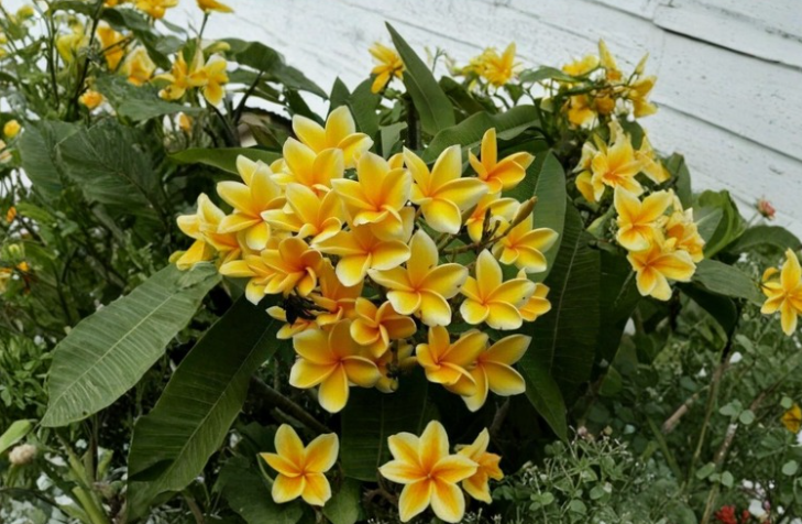Rare Bali Yellow Plumeria Cuttings – 2 Branches, 9-12 Inches, Tropical Frangipani Live Plant for Propagation & Garden