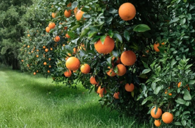 California Navel Orange Scion Cuttings 6-8 Inches for Grafting Citrus sinensis Fruit Tree Propagation