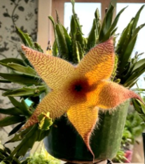 Stapelia grandiflora Succulent Cuttings Set of 2 – Starfish Plant, Carrion Plant, Unrooted Stems for Propagation