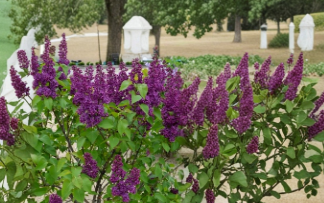 Congo Lilac Shrub Starter Plant Syringa vulgaris Deep Purple Flower 4-8 Inches Tall Live Well Rooted Plant