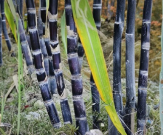 Fresh Sugar Cane Sticks 8 lb Bundle Saccharum officinarum Green or Purple Cuttings