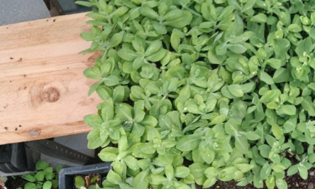 4 Sedum Neon Live Plants, Hardy Perennial Succulents for Garden, Rock Gardens, Containers, Ground Cover