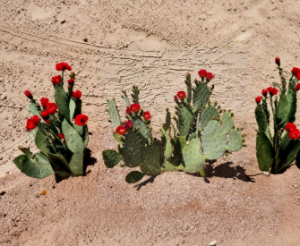 Opuntia Fruit Punch Hybrid Prickly Pear Cactus Pad Cutting Live Segment for Propagation, Succulent, Desert Garden Plant