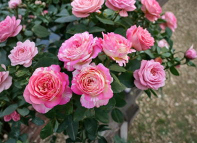 Marc Chagall Rose Cuttings – 3 Unrooted Stem Live Plant for Rooting & Grafting, Rosa ‘Marc Chagall’
