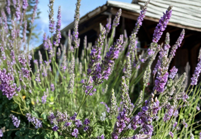Lavender Sensational Starter Plant | Fragrant Purple Flowers | Lavandula x intermedia Perennial Herb for Garden Beds & Containers