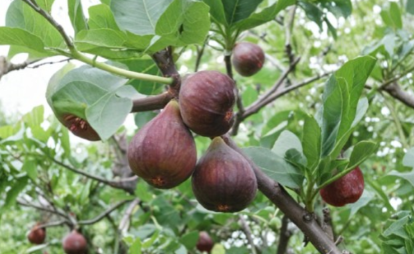 Ficus Carica Olympian Fig Tree Live Fruiting Backyard Tree for USDA Zones 6-9