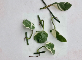 Unrooted Pothos Pearls and Jade Cuttings Set of 5 – Variegated Epipremnum aureum Indoor Houseplant
