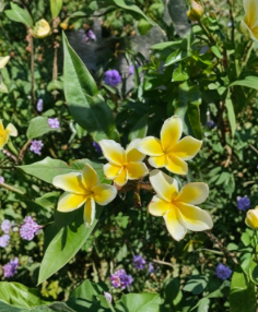 Aztec Gold Plumeria Cutting 6-8 Inch Fragrant Tropical Flower Plant for Propagation, Frangipani, Garden, Patio, Container