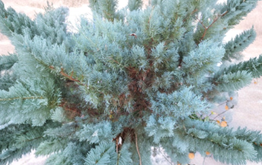 Grey Owl Juniper Cuttings, Unrooted Evergreen Spreading Shrubs for Propagation, Juniperus virginiana 'Grey Owl'