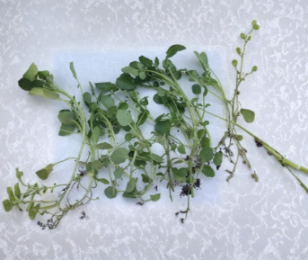 Watercress Live Plant Cuttings 15 Pack Nasturtium officinale Rooted Leafy Vegetable for Garden or Aquatic Growing