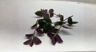 Fuzzy Bunny Bellies Tradescantia Live Cutting, Trailing Houseplant Stems for Propagation, Indoor Hanging Basket, Soft Foliage