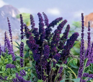 Black Knight Buddleia davidii Starter Plant, Purple Flower Shrub, Butterfly Bush, Small Rooted Deciduous Garden Plant