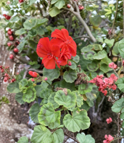 Organic Orange Geranium Cuttings Set of 6 | Pelargonium spp. Unrooted Propagation Plants