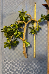 Thick Jade Plant Cutting 16 Inches Crassula ovata Succulent Unpotted Propagation Stem
