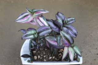Tradescantia Zebrina Silver Notches Live Cuttings - Purple Trailing Houseplant, Propagation Plant, Indoor Hanging Basket
