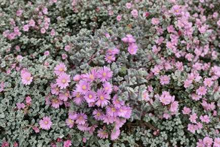 Pink Ice Plant Succulent Cuttings Set of 5, Groundcover, Delosperma spp., Pink Flowers, Unrooted, 4-Inch Length