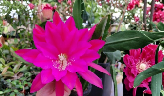 Epiphyllum Cuttings 8-10 Inches Unrooted Orchid Cactus Propagation Tropical Epiphytic Cactus