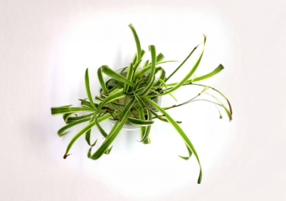 Green Spider Plant Live Cuttings Pack – Root Ready Chlorophytum comosum Propagation Plant