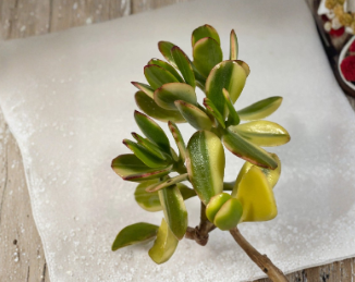 Lemon Lime Jade Cutting - Variegated Crassula Ovata Succulent Unrooted Starter for Indoor Planting