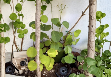 Arabian Wax Ivy Cutting, Cissus rotundifolia, Trailing Houseplant Vine, Green Glossy Foliage, Indoor Propagation, Climbing Vine