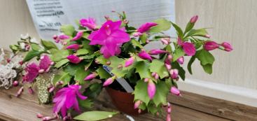 Thanksgiving Cactus Cuttings Fuchsia Blooms, Schlumbergera truncata, Unrooted Propagation Stems for Indoor Houseplants