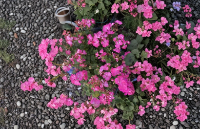 Hot Pink Geranium Cuttings 3 Pack | Pelargonium spp. | Organic Propagation Plant for Gardens & Containers