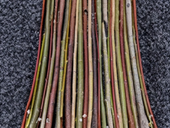 Willow Cuttings 50 Pack for Basket Weaving & Propagation Salix purpurea Flexible Stems