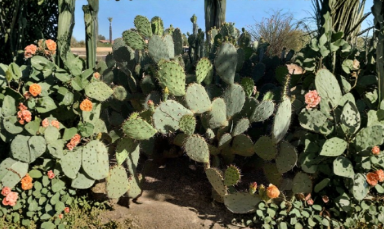 Prickly Pear Cactus Cuttings Unrooted Lot Opuntia engelmannii Purple Spiny Pads for Xeriscape Gardens