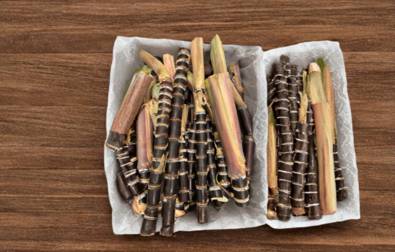 Purple Sugarcane Cuttings 10+ Bud Set Saccharum officinarum Tropical Cane for Planting in Warm Climates