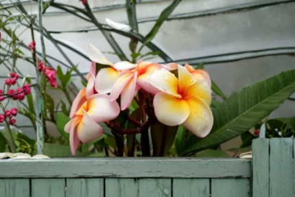 Rare Plumeria Sun Splash Unrooted Middle Cutting – Tropical Flowering Plant, European Import