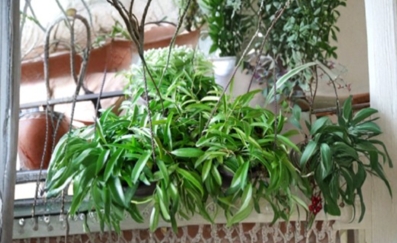 Rooted Hoya wayetii Plant | Tropical Wax Vine with Green Foliage & Star-Shaped Blooms | Indoor Outdoor Houseplant