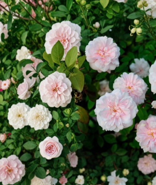 15 Cecile Brunner Rose Cuttings - Antique Climbing Rose Propagation Unrooted Stems Pink Blooms