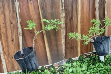 Citronella Scented Geranium Live Plant Pelargonium Citronellum Pink Flower Starter for Patio, Container, Garden Bed
