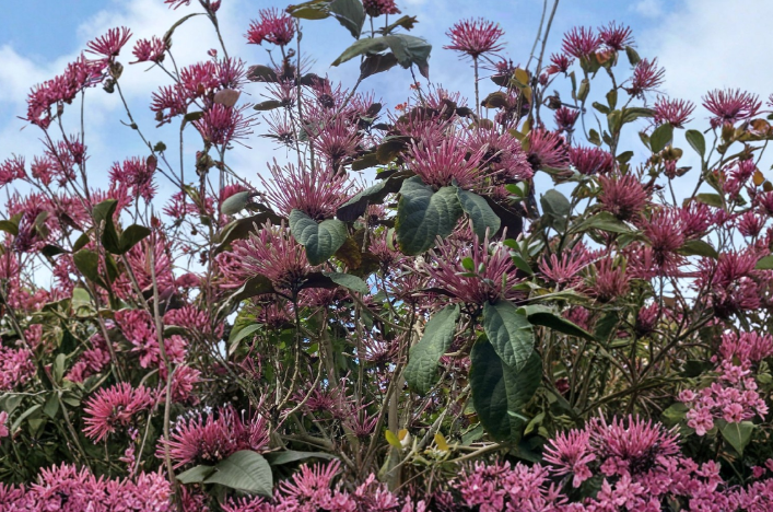 Starburst Clerodendrum Quadriloculare Cuttings – 10 Unrooted Tropical Flowering Shrub Propagation, 5-7 Inches, Bright Foliage
