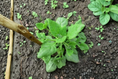 New Zealand Spinach Seeds 250 | Tetragonia tetragonioides Vegetable Garden Seeds for Home Gardening