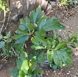 Black Madeira Fig KK Cuttings – Ficus carica Dormant Grafting or Rooting Propagation, Fruit Tree Scion Wood, 3 Count