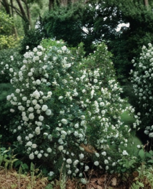 Sir Thomas Lipton Rose Cuttings 6 Pack - White Climbing Rose Stem Propagation, Fragrant Garden Variety, Rosa (Climbing Cultivar)