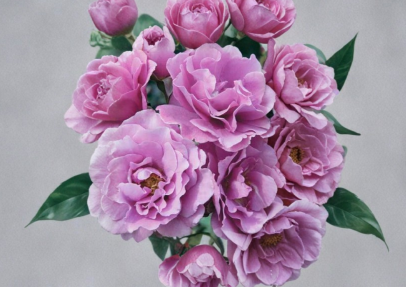 Angel Face Rose Cuttings - Lavender Floribunda Unrooted Stems for Propagation, Garden Plant, Rosa spp.