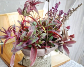 Purple Heart Plant Set - Live Cuttings of Tradescantia pallida & Cyanotis arachnoidea for Propagation and Container Gardening