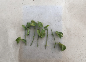 Passion Fruit Vine Cuttings Set of 5 | Unrooted Passiflora edulis Climbing Vine for Propagation & Gardening