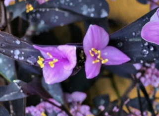 Tradescantia pallida Purple Heart Live Rooted Trailing Houseplant for Indoor Decor