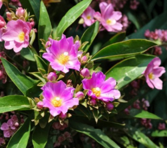 Pereskia grandifolia Seeds – Leafy Cactus Tree with Pink Flowers, Ornamental Shrub, 15 Seeds